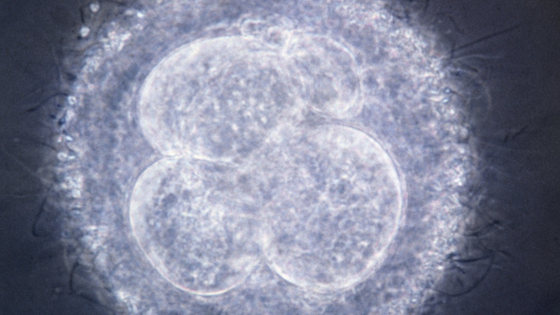 редукция эмбриона